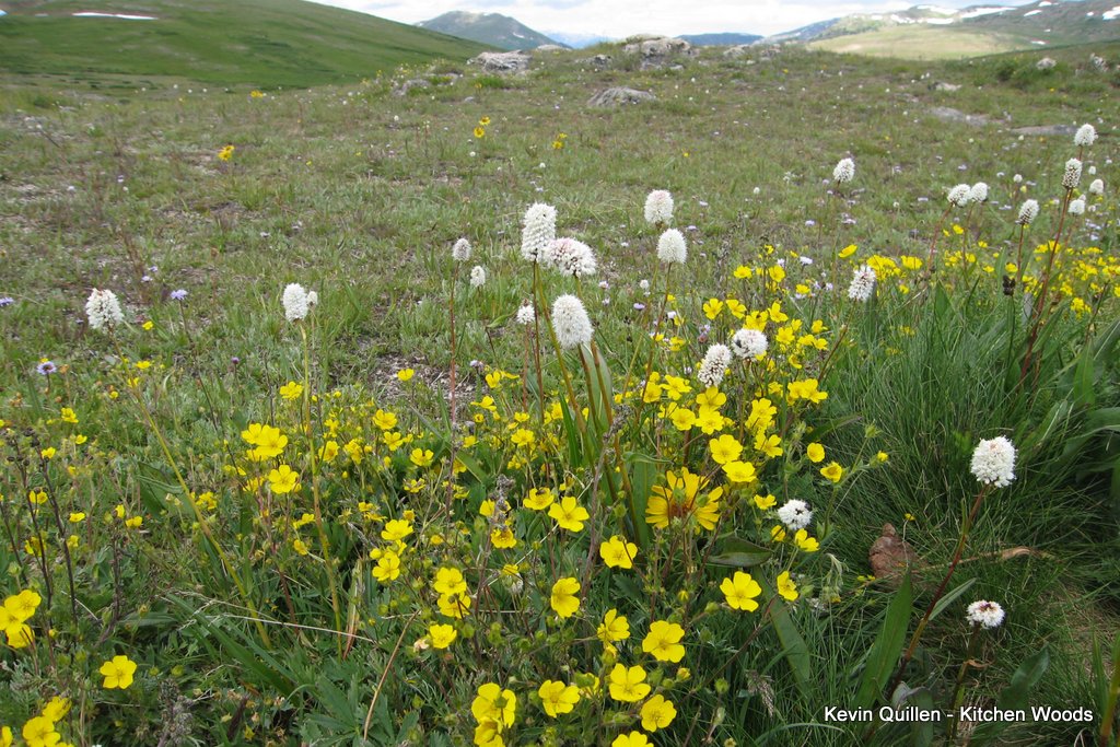White and Yellow Mountain Flowers